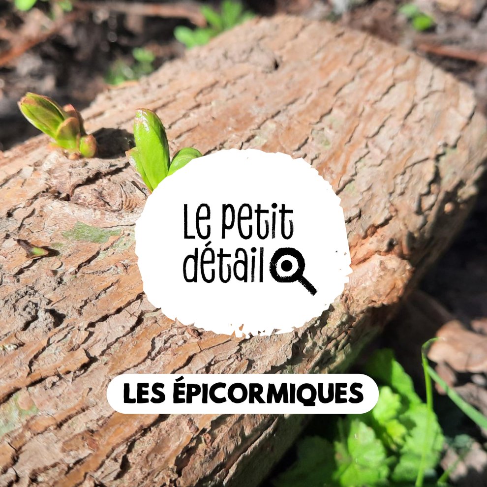 Les épicormiques