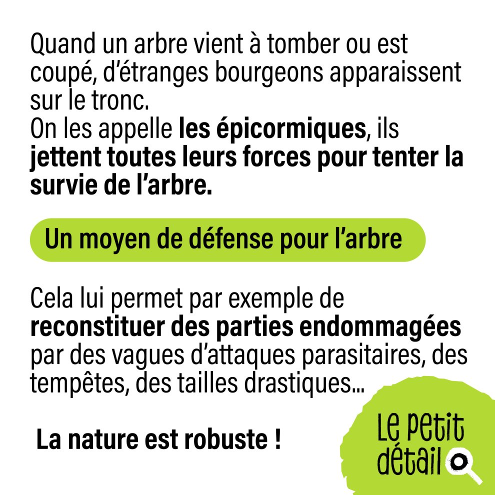 Les épicormiques
