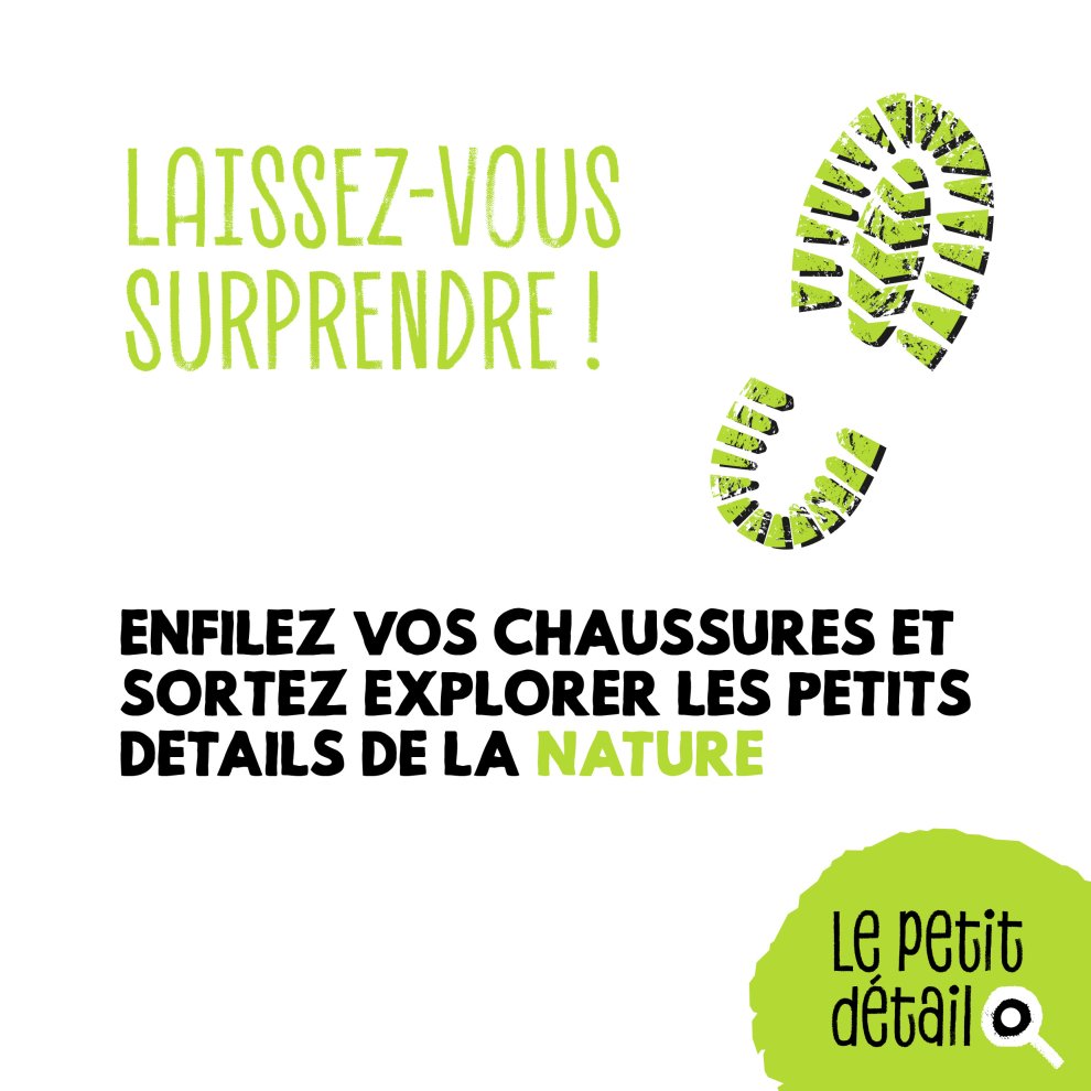 Les épicormiques