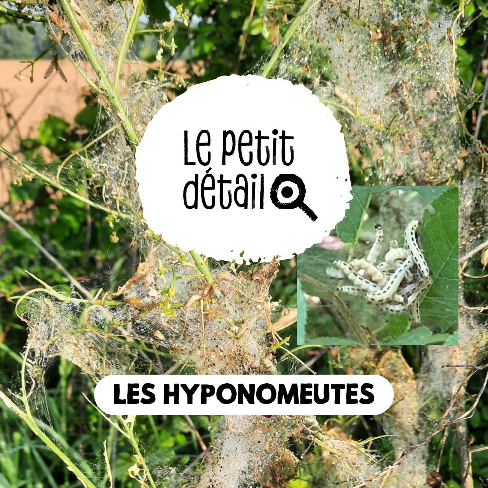 Les hyponomeutes du fusain 