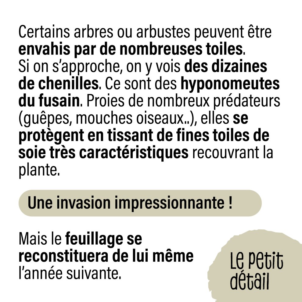 Les hyponomeutes du fusain 