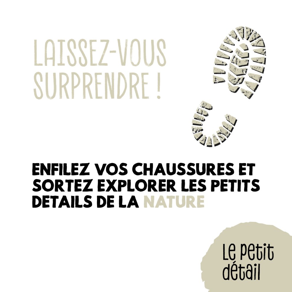 Les hyponomeutes du fusain 