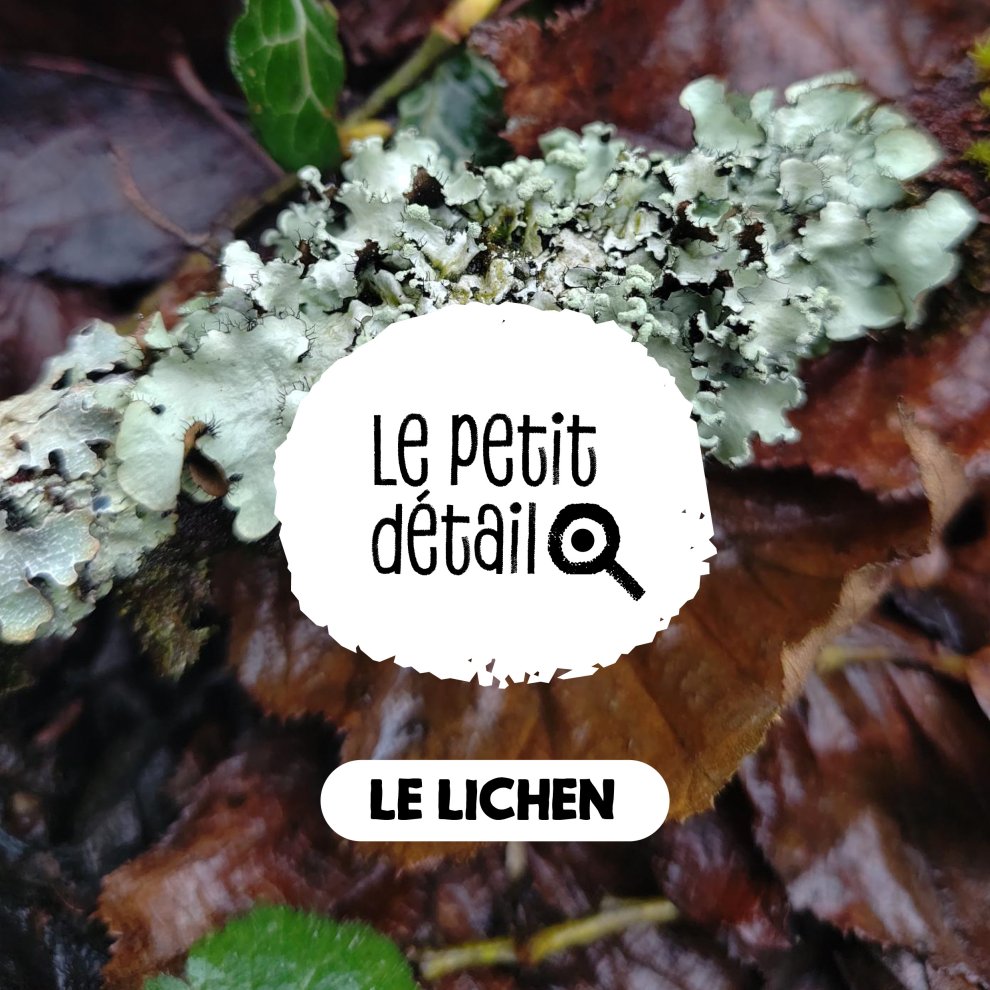 Lichen