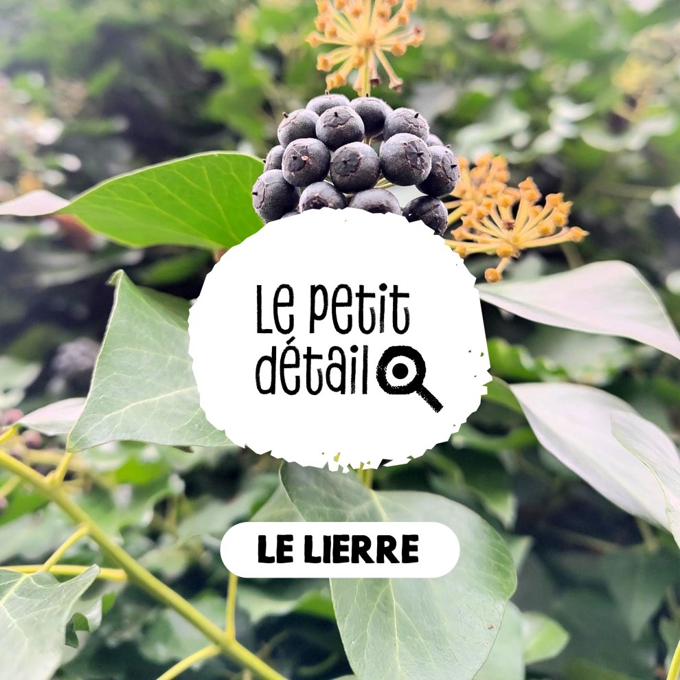 Lierre