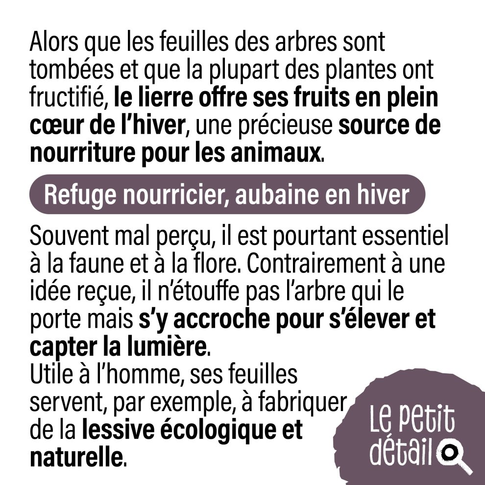 Lierre