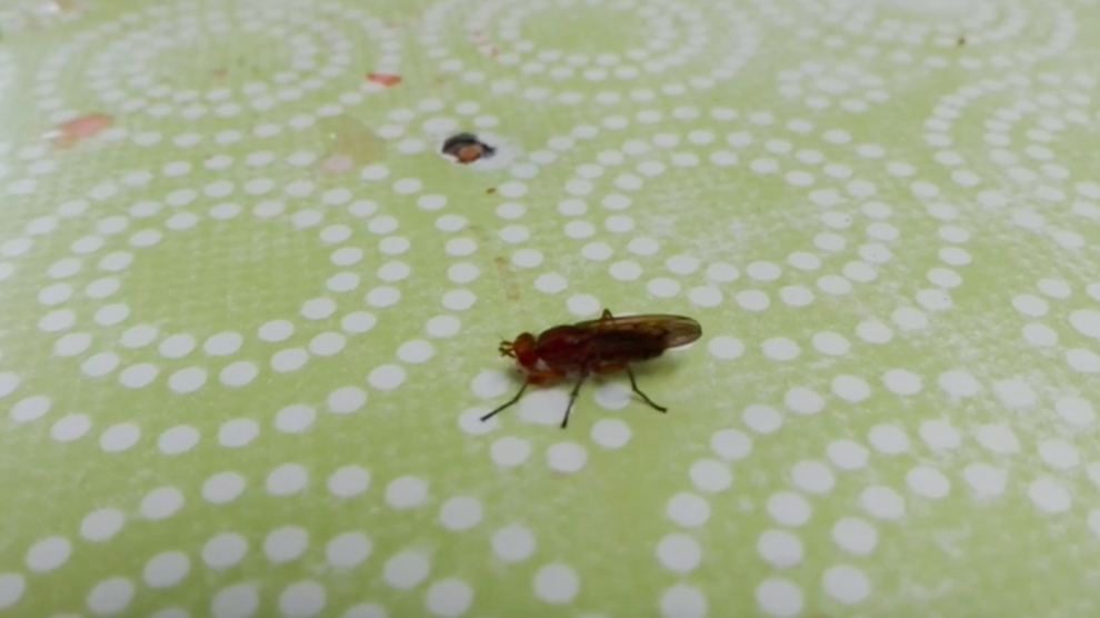 Mouche