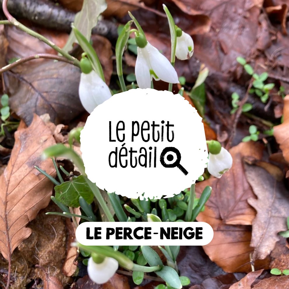 Perce-neige