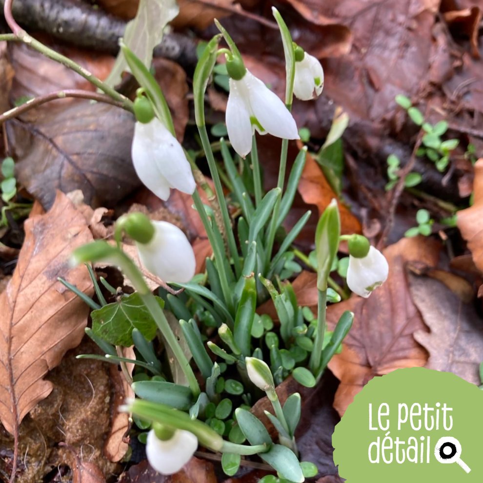 Perce-neige
