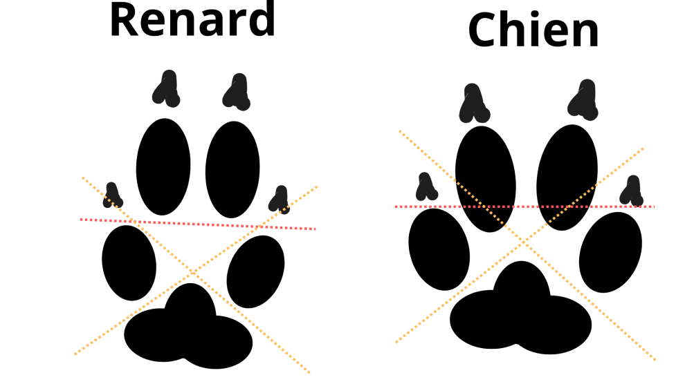 Renard - Empreintes