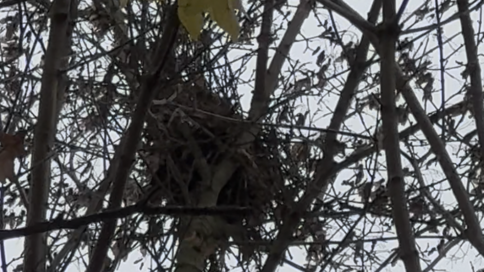 Sur la piste du nid de l'&eacute;cureuil